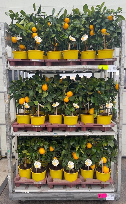 <h4>Citrus meyeri Lemon rack/trellis (s2)</h4>
