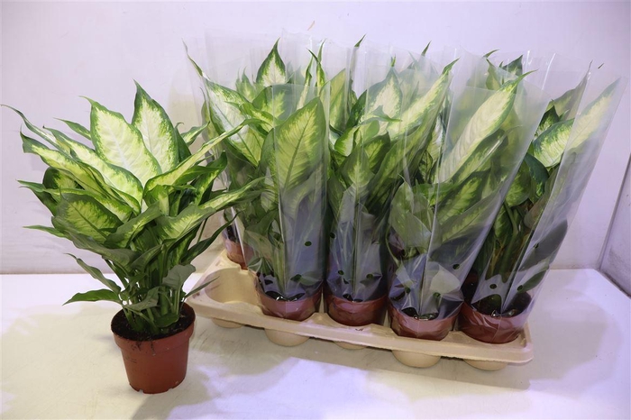 <h4>arr8 Dieff Camilla</h4>