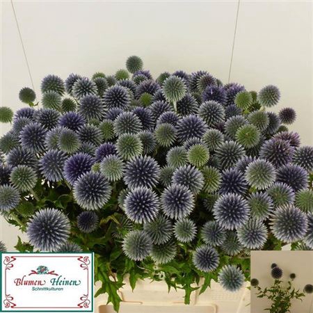 <h4>Echin Ri Veitch Blue</h4>