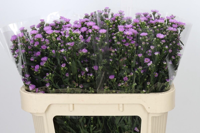 <h4>Aster Painted Lady</h4>