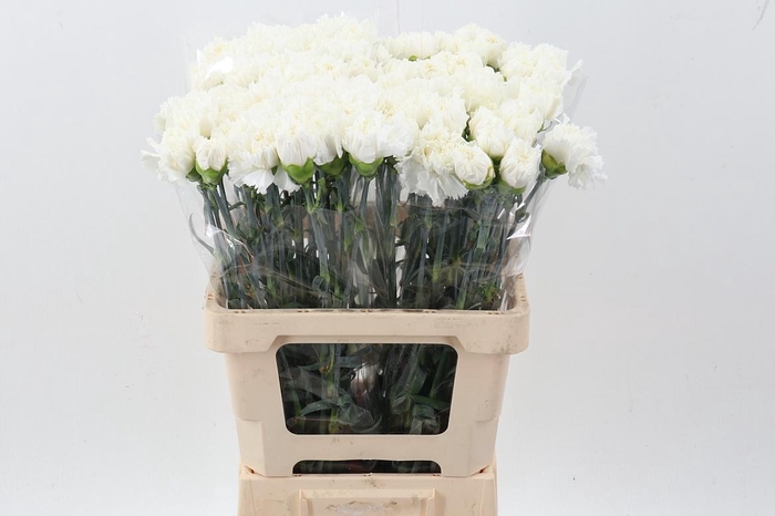 <h4>Di St Mont Blanc IT</h4>