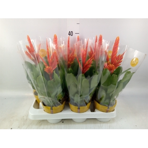 Vriesea  'Sparkle'
