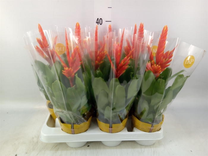 <h4>Vriesea  'Sparkle'</h4>