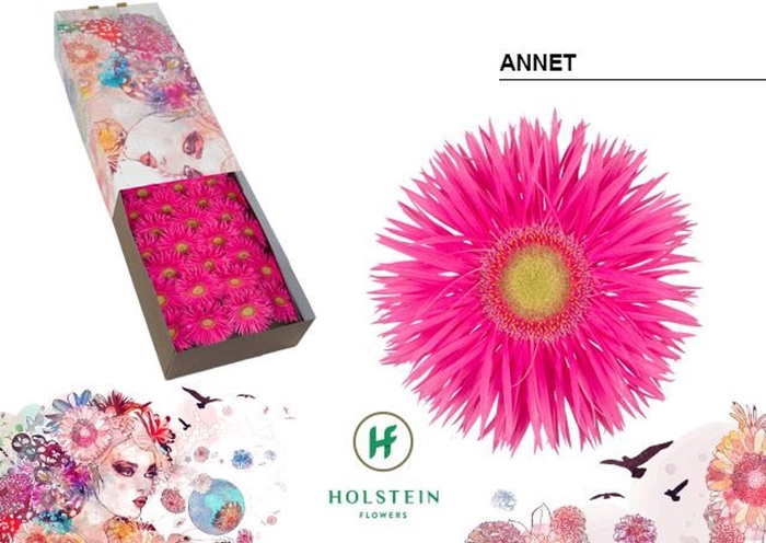 <h4>Gerbera GBS 'Big Gerspider Annet'</h4>