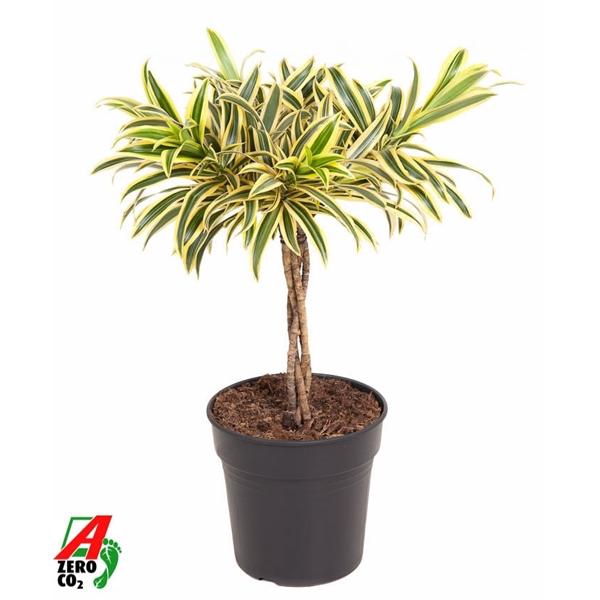 <h4>Dracaena reflexa 'Song of India'</h4>