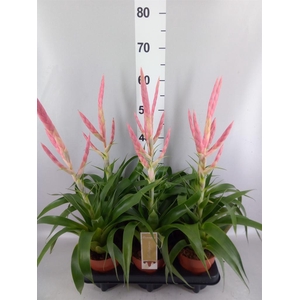 Tillandsia  'Dolce'