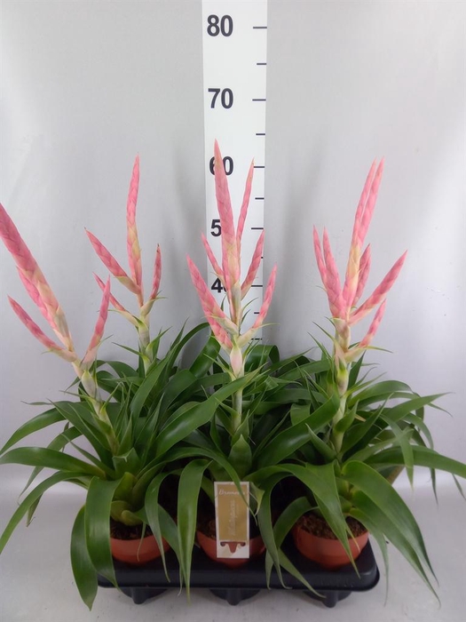 <h4>Tillandsia  'Dolce'</h4>