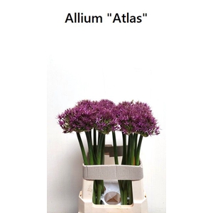 ALLIUM ATLAS