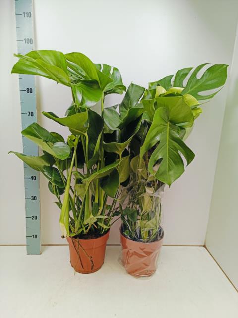 <h4>MONSTERA DELICIOSA</h4>