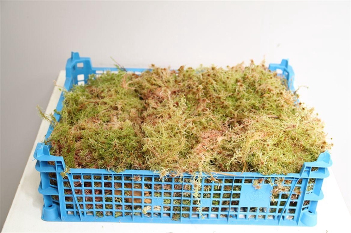 <h4>Mos Sphagnum ( Kist )</h4>