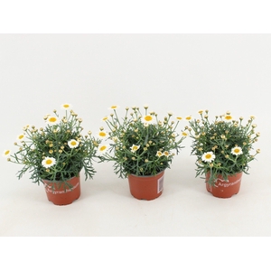 Argyranthemum frutescens La Rita White