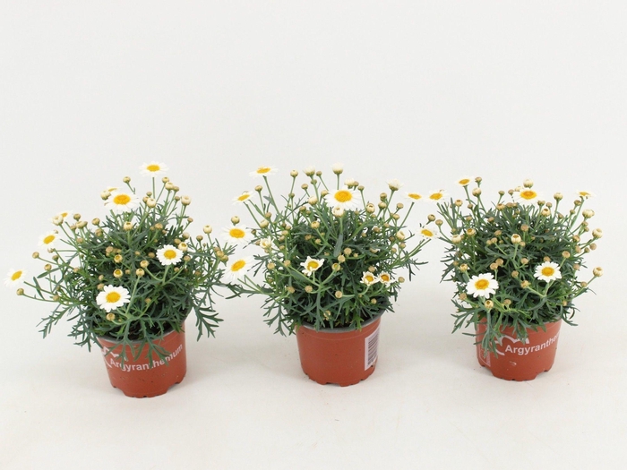 <h4>Argyranthemum frutescens La Rita White</h4>