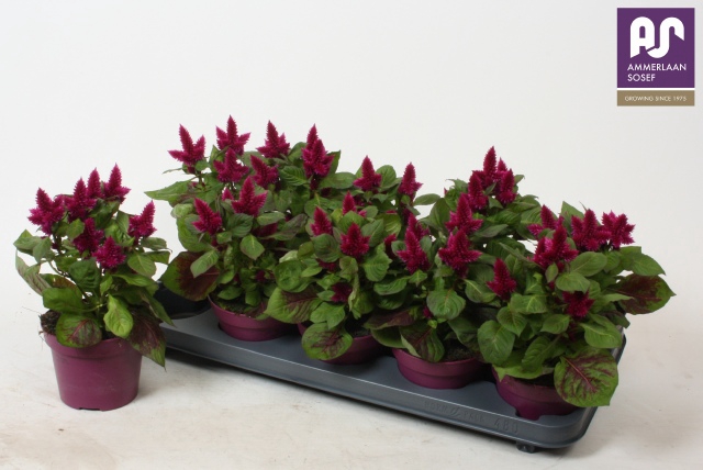 Celosia deep purple 12Ø 25cm