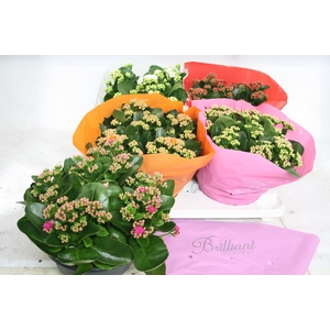 Kalanchoe gevuld gemengd 5klr.