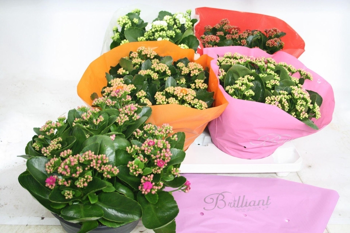 <h4>Kalanchoe gevuld gemengd 5klr.</h4>