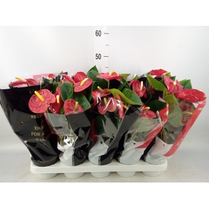 Anthurium andr. 'Royal Champion'