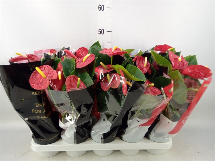 <h4>Anthurium andr. 'Royal Champion'</h4>