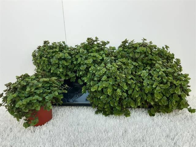 <h4>Callisia Repens</h4>