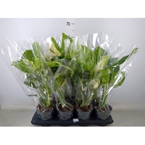 Monstera delic. 'Thai Constellatio'