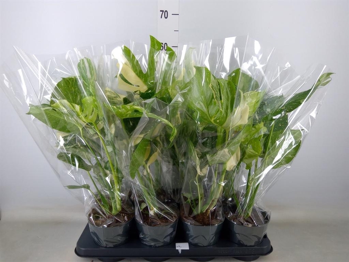 <h4>Monstera delic. 'Thai Constellatio'</h4>