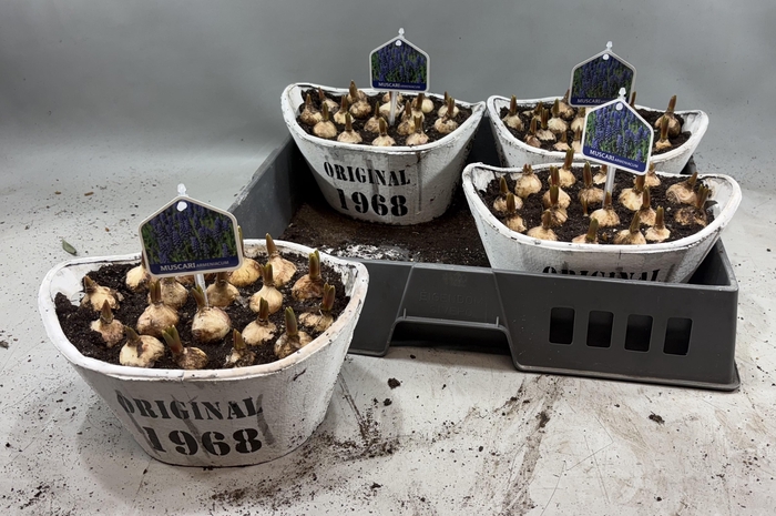 <h4>ARR MUSCARI</h4>