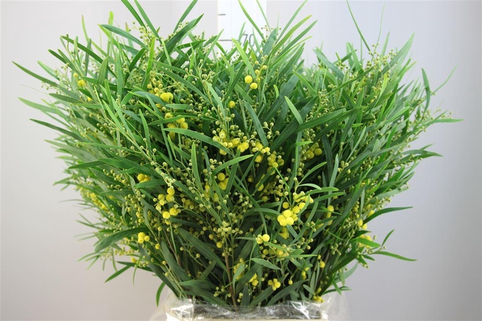 <h4>Mimosa Floribunda</h4>