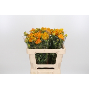 Trollius Overig