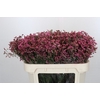 Limonium China Red