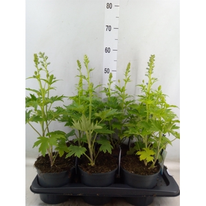 Delphinium el. 'PacG MagicFountian'