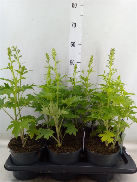 <h4>Delphinium el. 'PacG MagicFountian'</h4>