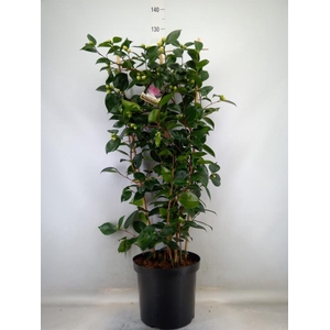 Camellia japonica 'WilliamBartlett'