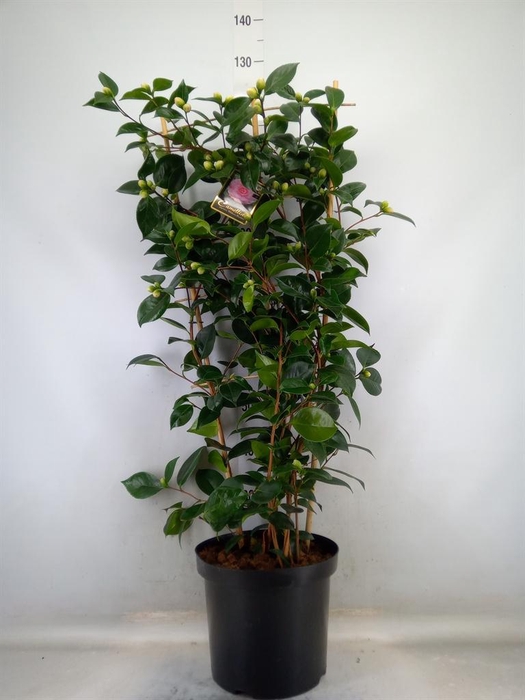 <h4>Camellia japonica 'WilliamBartlett'</h4>
