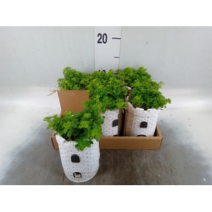 Arr.   Kamerplant Groen L%