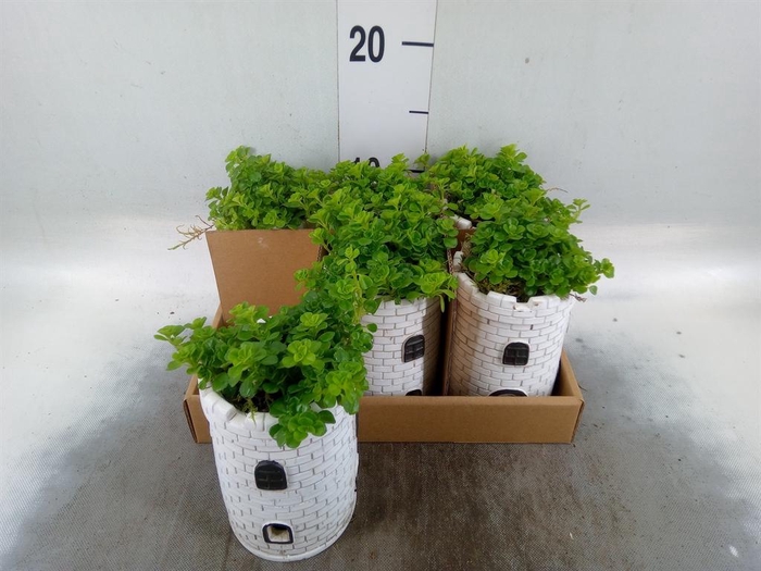 <h4>Arr.   Kamerplant Groen L%</h4>