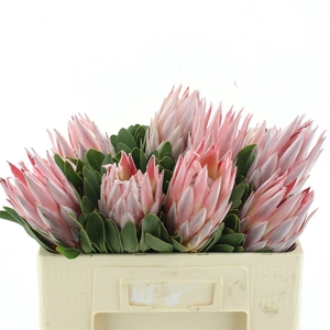 PROTEA CY PINK SMALL