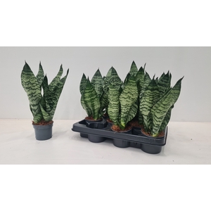 Sansevieria Zeylanica 9Ø 30cm 3pp