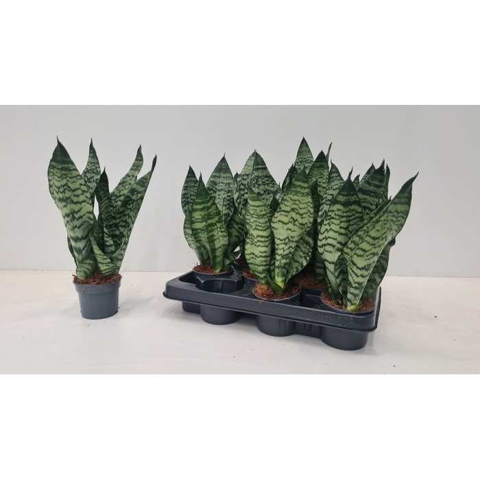 <h4>Sansevieria Zeylanica 9Ø 30cm 3pp</h4>