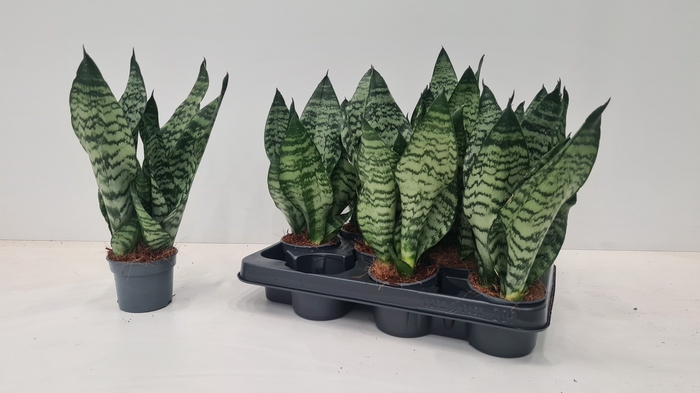 Sansevieria Zeylanica 9Ø 30cm 3pp