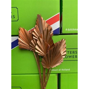 DRY PALM SPEAR MED 5PC COPPER BUN