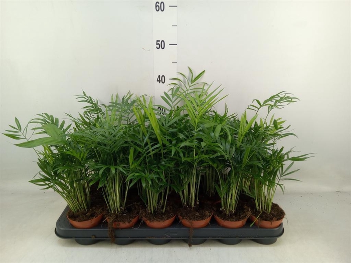 <h4>Chamaedorea elegans</h4>