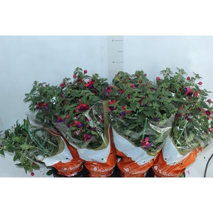 BRINCO DE PRINCESA P15