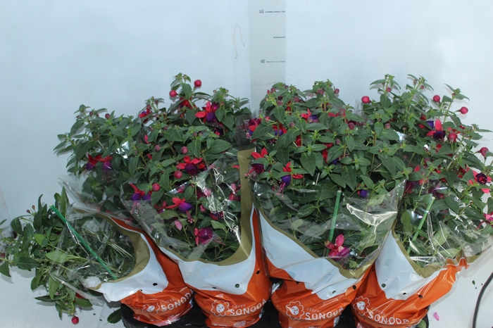 <h4>BRINCO DE PRINCESA P15</h4>