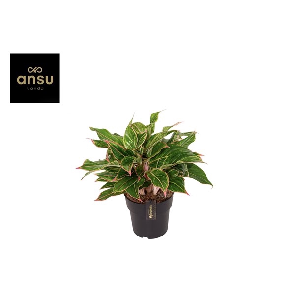 <h4>Aglaonema Jungle Light</h4>