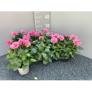 DAHL D M STARBU PINK