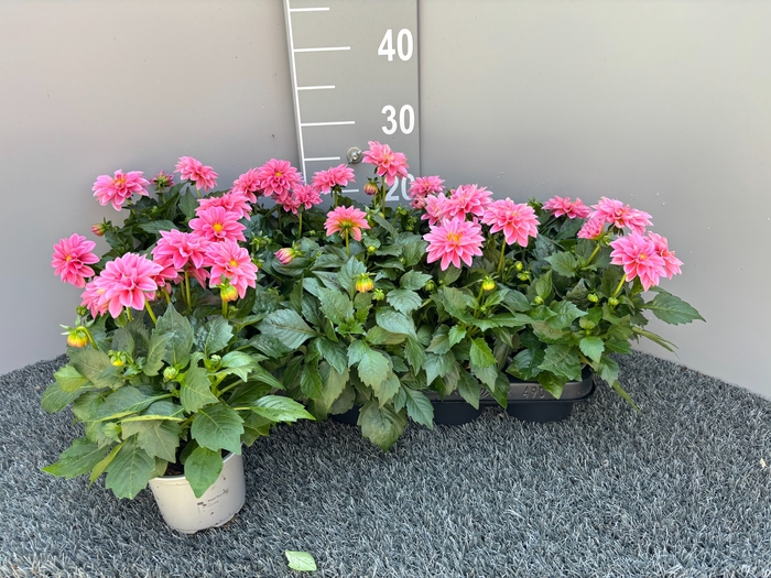 <h4>DAHL D M STARBU PINK</h4>