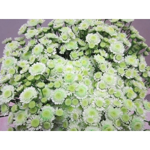 Chr T Stallion Sweet Groen