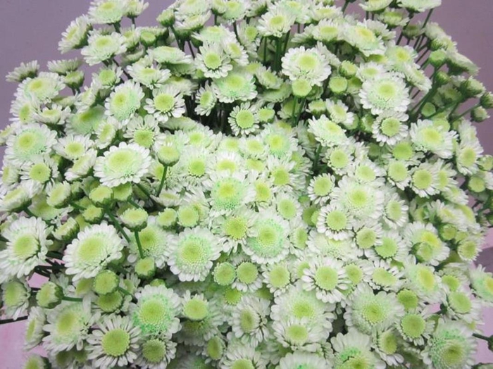 <h4>Chr T Stallion Sweet Groen</h4>