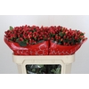 Hypericum True Romance