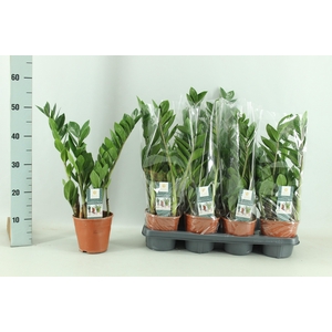 ZAMIO ZAMIIFOLIA