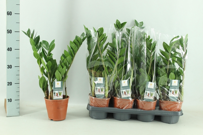 <h4>ZAMIO ZAMIIFOLIA</h4>
